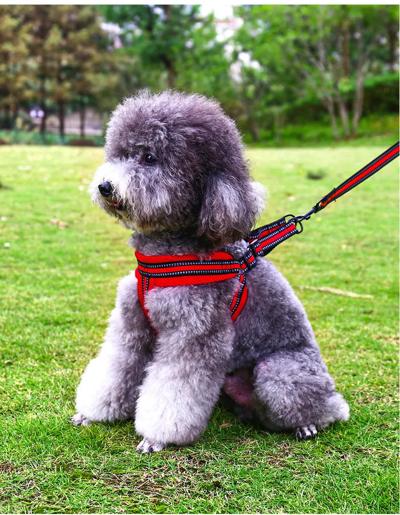 Petbroo adjustable harness with chest, dog walking essentials
