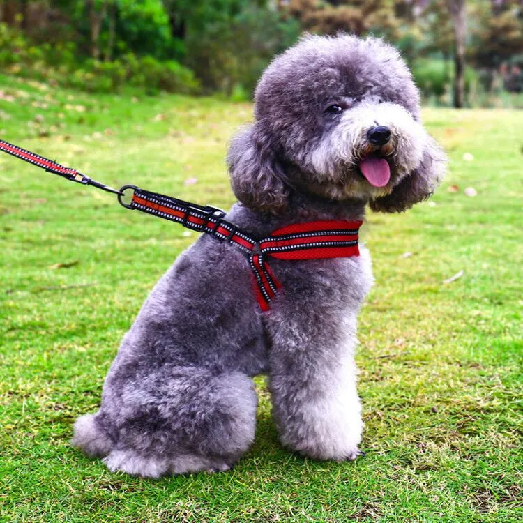 Petbroo adjustable harness with chest, dog walking essentials