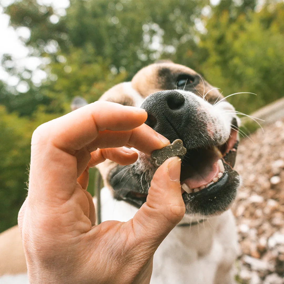 Duvo+ - Eco veggie- SPINACH AND PUMKIN MIX-500g dog treats