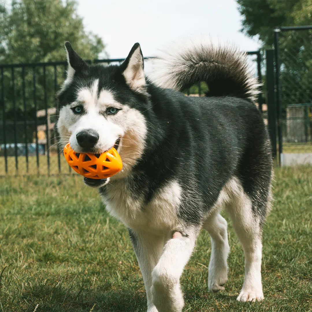 ebi- crack me up - rugby pull toy- dog toy