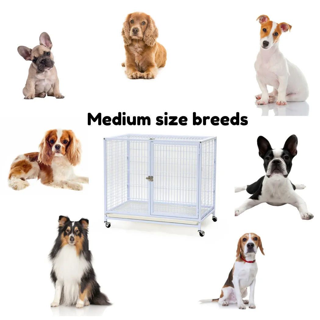 Dayang dog cage- 073- dog cage