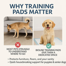 Puppy training pads 33*45cm | 50pcs