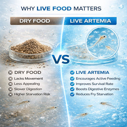 Premium Artemia Cysts Brine Shrimp Eggs Capsules for Fish Fry & Shrimp Larvae